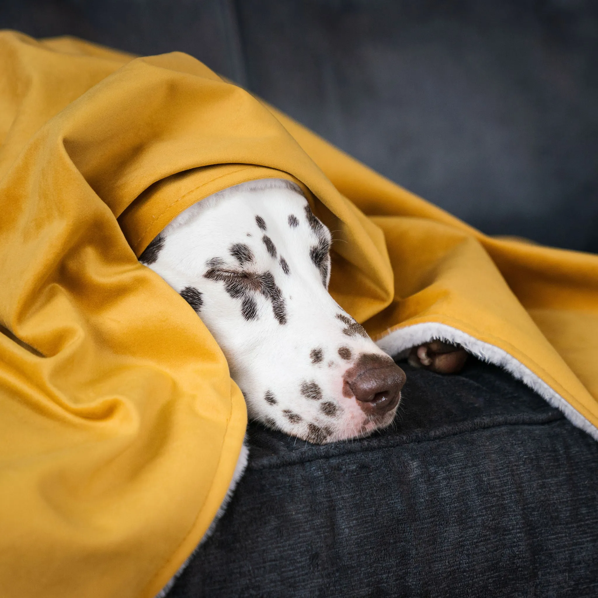 Dog & Puppy Blanket in Saffron Velvet by Lords & Labradors